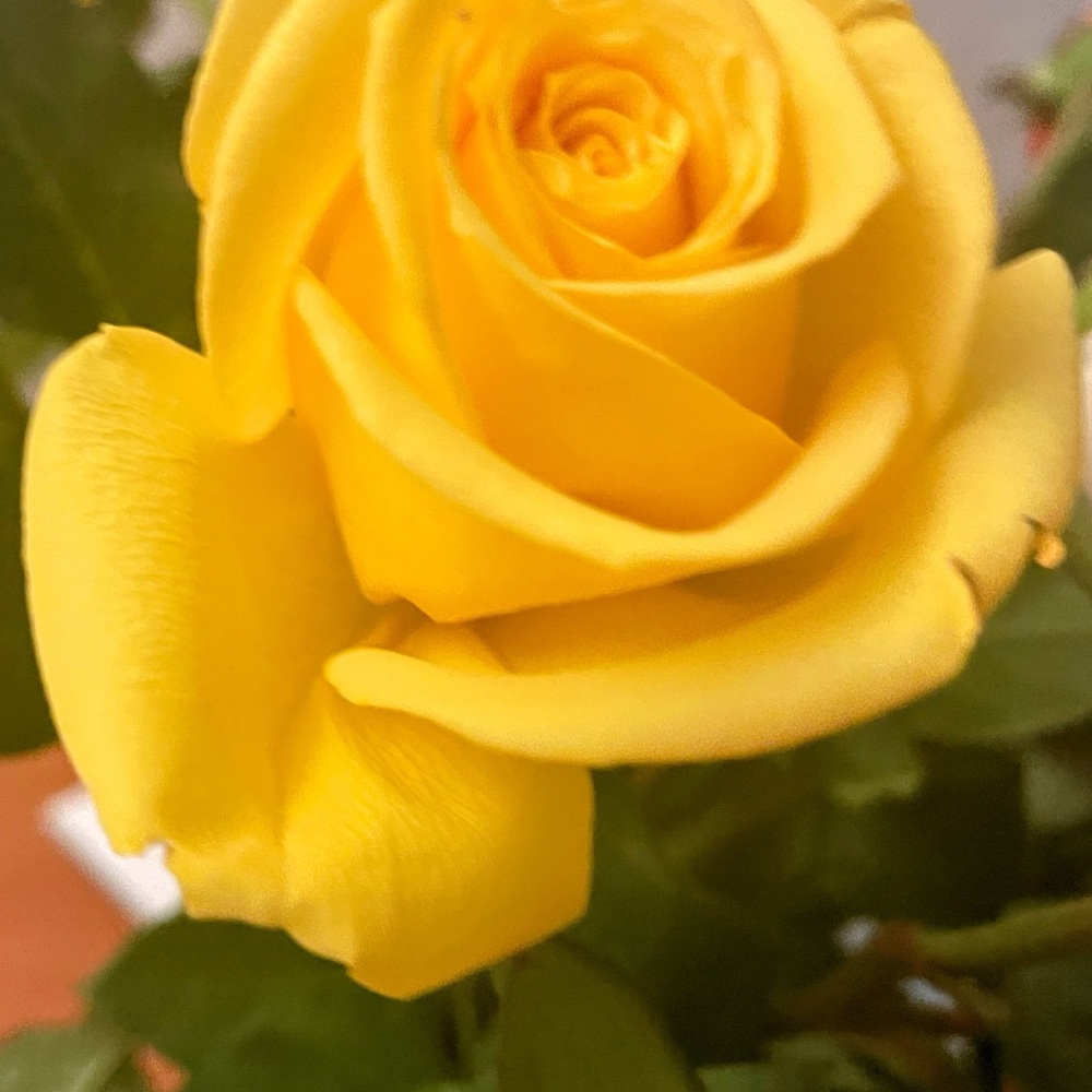 Vibrant Yellow Rose